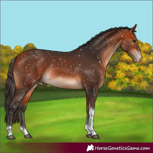 Horse Color:Bay Tobiano Snowflake Varnish Rabicano 
