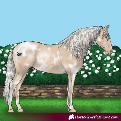 Horse Color:White Spotted Cremello Rabicano