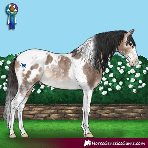 Horse Color:Bay Dun Sabino Tobiano Blanket Rabicano Brindle 