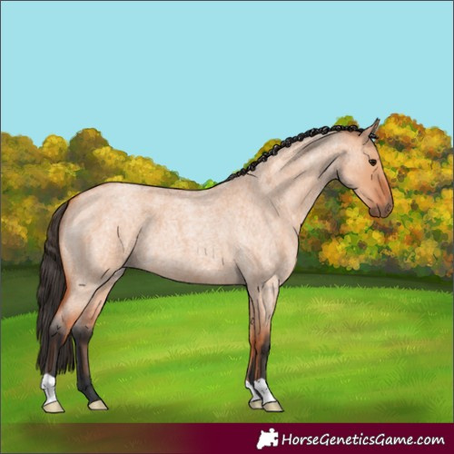 Horse Color:Bay Roan Dun 