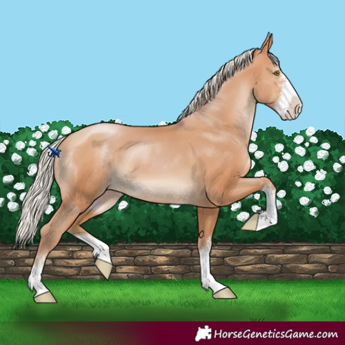 Horse Color:Silver Bay Pearl Sabino 