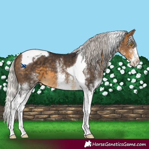 Horse Color:White Spotted Silver Buckskin Splash Tobiano Varnish