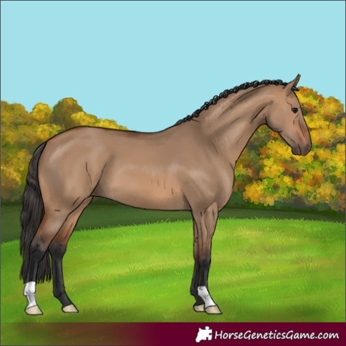 Horse Color:Bay Dun 