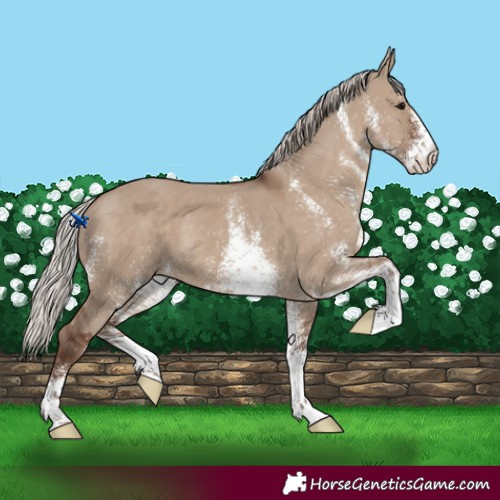Horse Color:White Spotted Silver Grullo