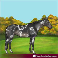 Horse Color:White Spotted Black