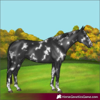 Horse Color:White Spotted Black 