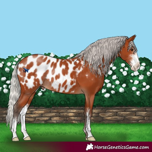 Horse Color:Silver Bay Sabino Blanket Rabicano 