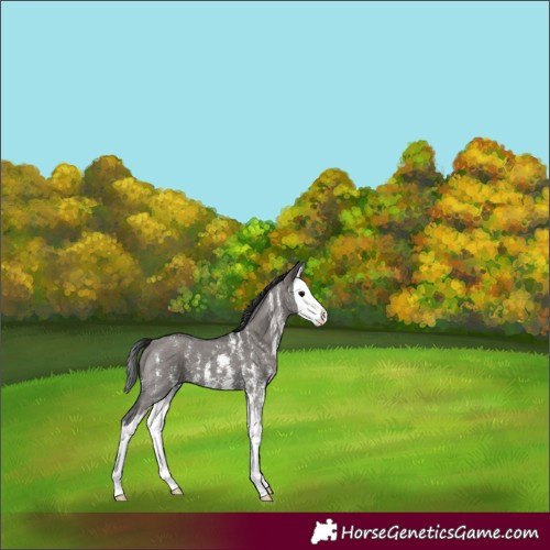 Horse Color:Grullo Sabino Splash