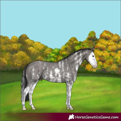 Horse Color:Grullo Sabino Splash