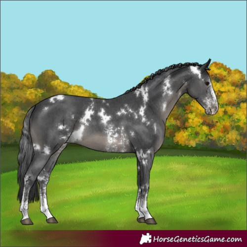 Horse Color:White Spotted Black Sabino 