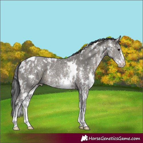 Horse Color:White Spotted Grullo Sabino 