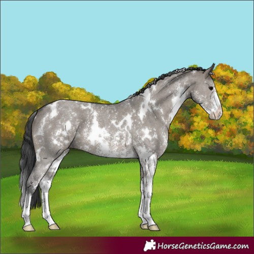 Horse Color:White Spotted Grullo Sabino 