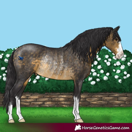 Horse Color:Buckskin Rabicano 