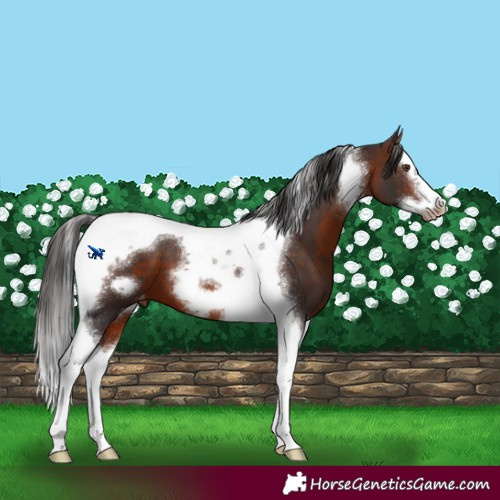Horse Color:Brown Splash Tobiano Frame Varnish 