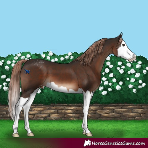 Horse Color:Liver Chestnut Splash Varnish 