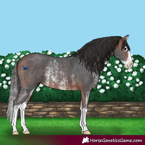 Horse Color:Bay Sabino Splash Rabicano 