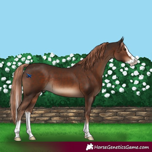 Horse Color:Liver Chestnut Sabino Splash Rabicano 