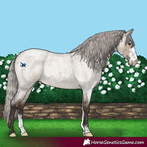 Horse Color:Silver Brown Roan Dun Sabino Snowflake Varnish Rabicano