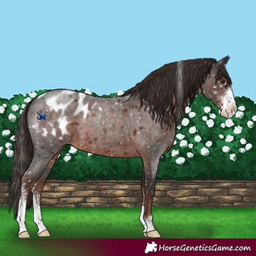 Horse Color:Liver Red Roan Sabino Blanket 
