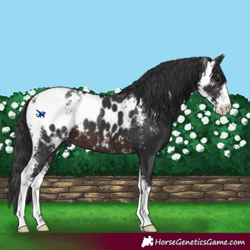 Horse Color:Brown Sabino Blanket 