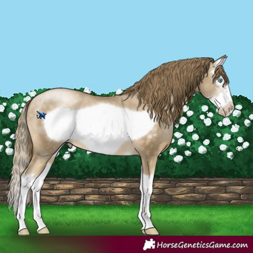 Horse Color:Buckskin Pearl Sabino Splash Frame