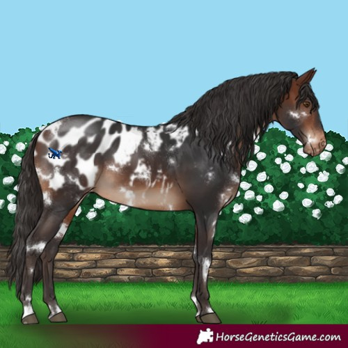 Horse Color:White Spotted Brown Blanket
