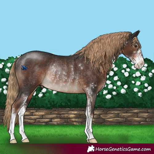 Horse Color:Liver Chestnut Sabino Rabicano 