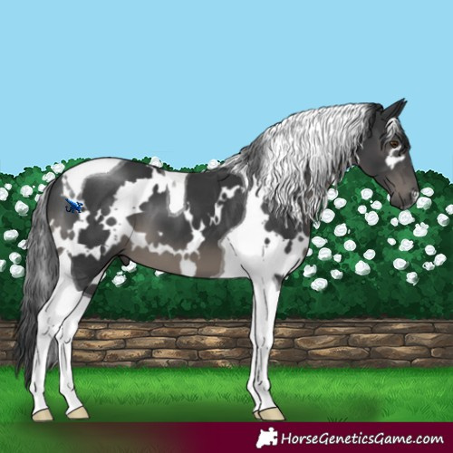 Horse Color:White Spotted Black Tobiano 