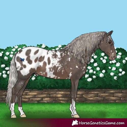 Horse Color:White Spotted Silver Black Tobiano Blanket 