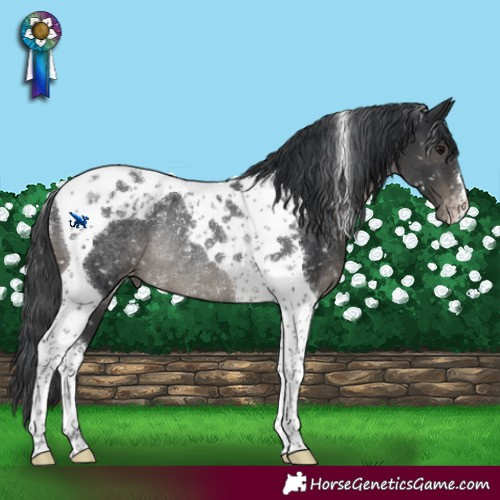 Horse Color:Black Tobiano Snowflake VarnishRabicano