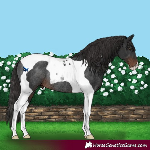 Horse Color:Liver Chestnut Tobiano Rabicano 