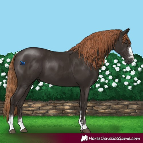 Horse Color:Liver Chestnut