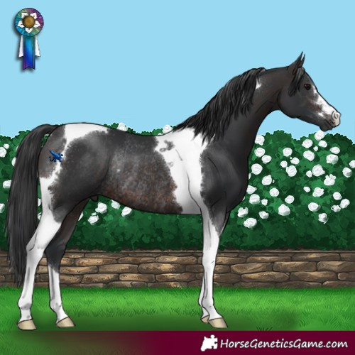 Horse Color:Brown Tobiano Rabicano