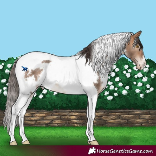 Horse Color:White Spotted Bay Dun Tobiano Blanket