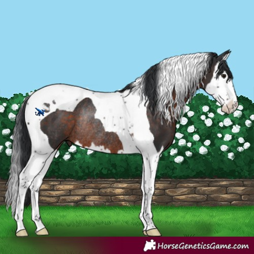 Horse Color:Brown Splash Tobiano Rabicano 