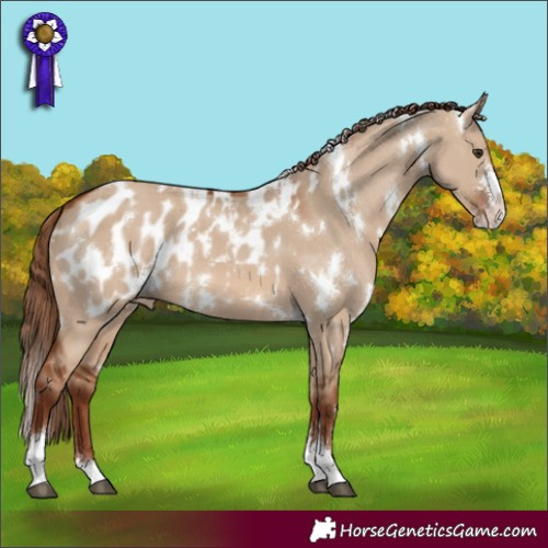 Horse Color:White Spotted Red Dun Sabino Blanket