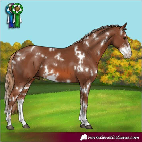 Horse Color:White Spotted Chestnut Sabino 