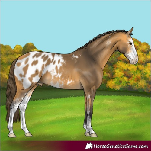 Horse Color:Buckskin Sabino Blanket