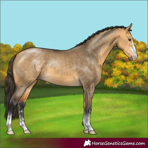 Horse Color:Buckskin Dun Sabino 