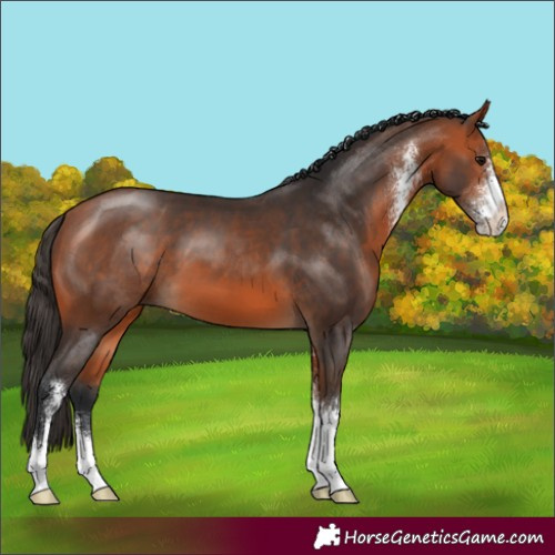 Horse Color:Bay Sabino 