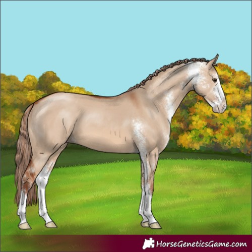 Horse Color:Red Dun Sabino 