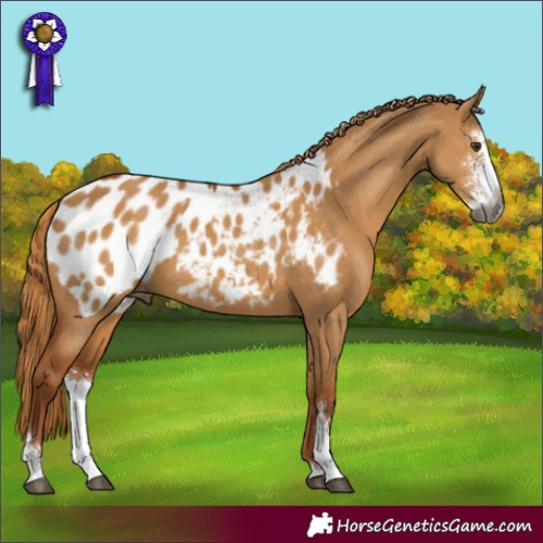 Horse Color:Gray Red Dun Sabino Blanket 