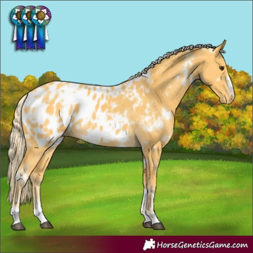 Horse Color:White Spotted Palomino Blanket 