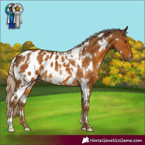 Horse Color:Gray White Spotted Palomino Blanket 