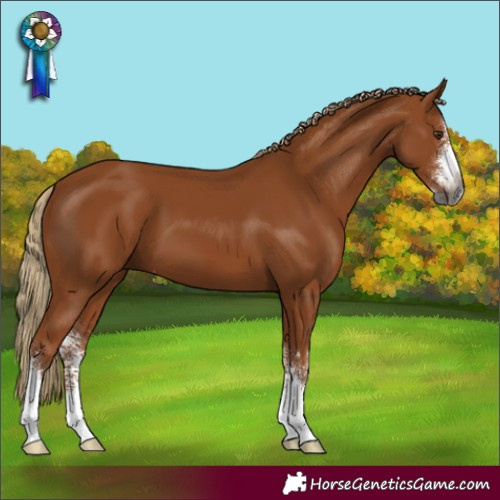 Horse Color:Gray Chestnut Sabino 