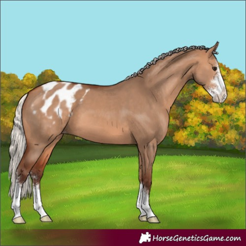 Horse Color:Silver Bay Dun Sabino Varnish 