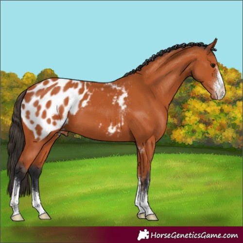 Horse Color:Bay Sabino Blanket 