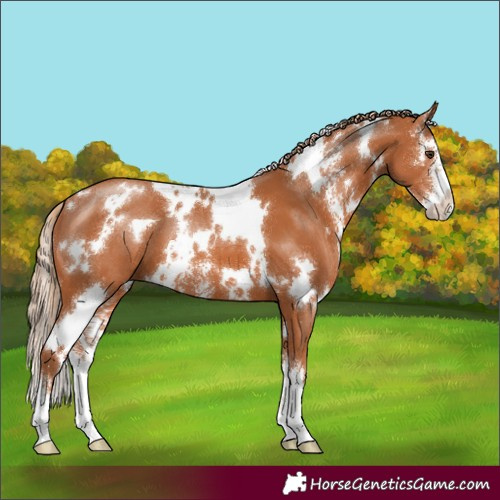 Horse Color:White Spotted Chestnut Sabino 