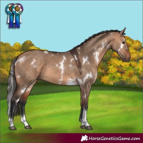 Horse Color:White Spotted Bay Dun Tobiano 