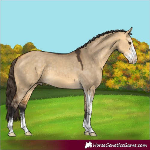 Horse Color:Buckskin Dun Sabino 